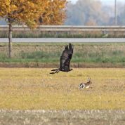 Barleben 2015 (93).jpg