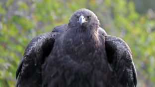 Barleben 2017 (28).jpg