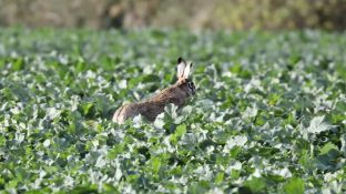 Barleben 2017 (32).jpg
