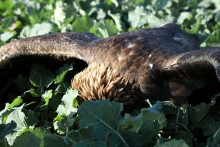 Barleben 2017 (56).jpg